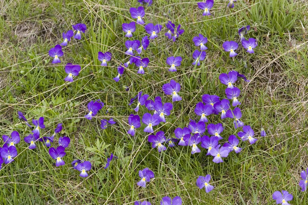 Viola calcarata/Viola con sperone